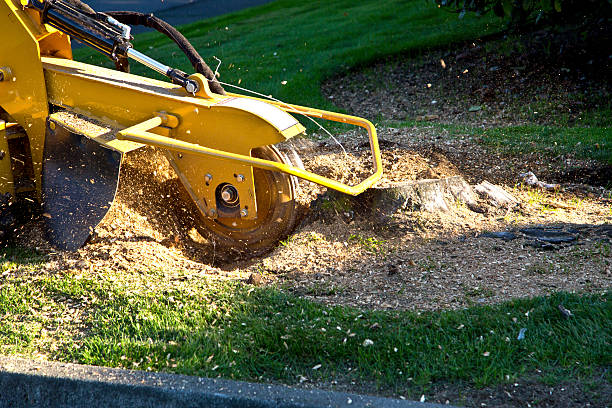 The Steps Involved in Our Tree Care Process in West Liberty, KY